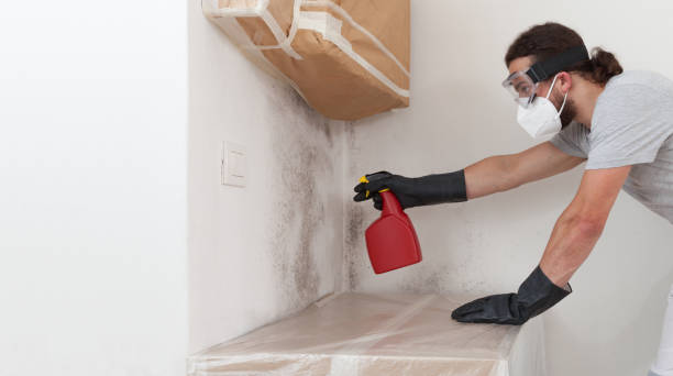Professional Attic Mold Removal technician working in Merchantville, NJ