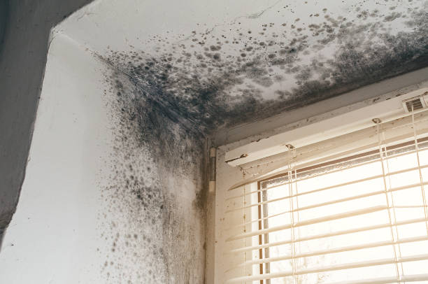 Affordable Mold Cleanup solutions in Merchantville, NJ